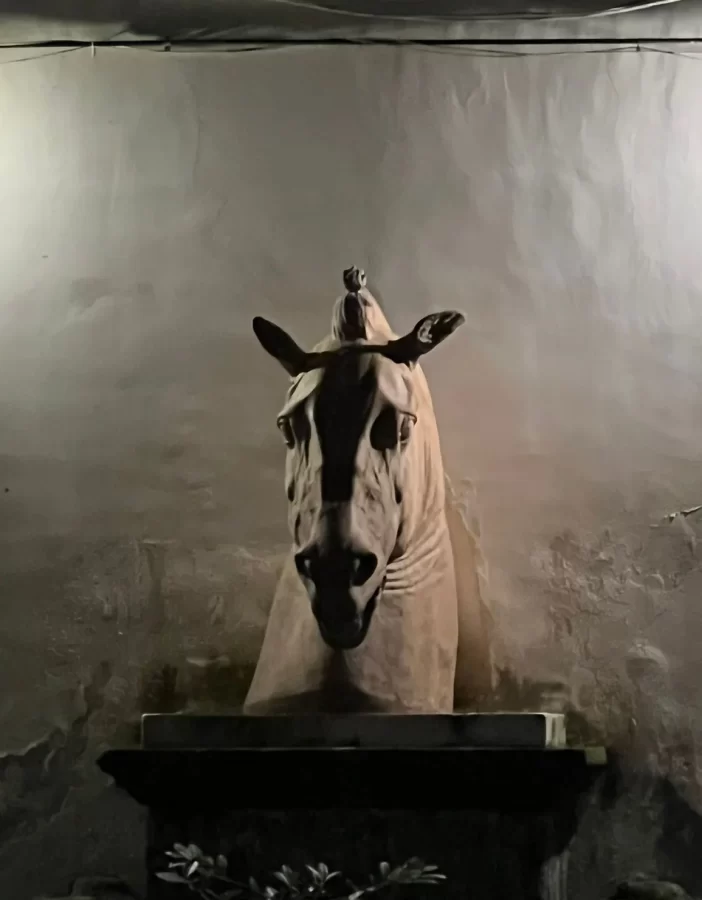 La testa di cavallo nel cortile di palazzo carafa santangelo